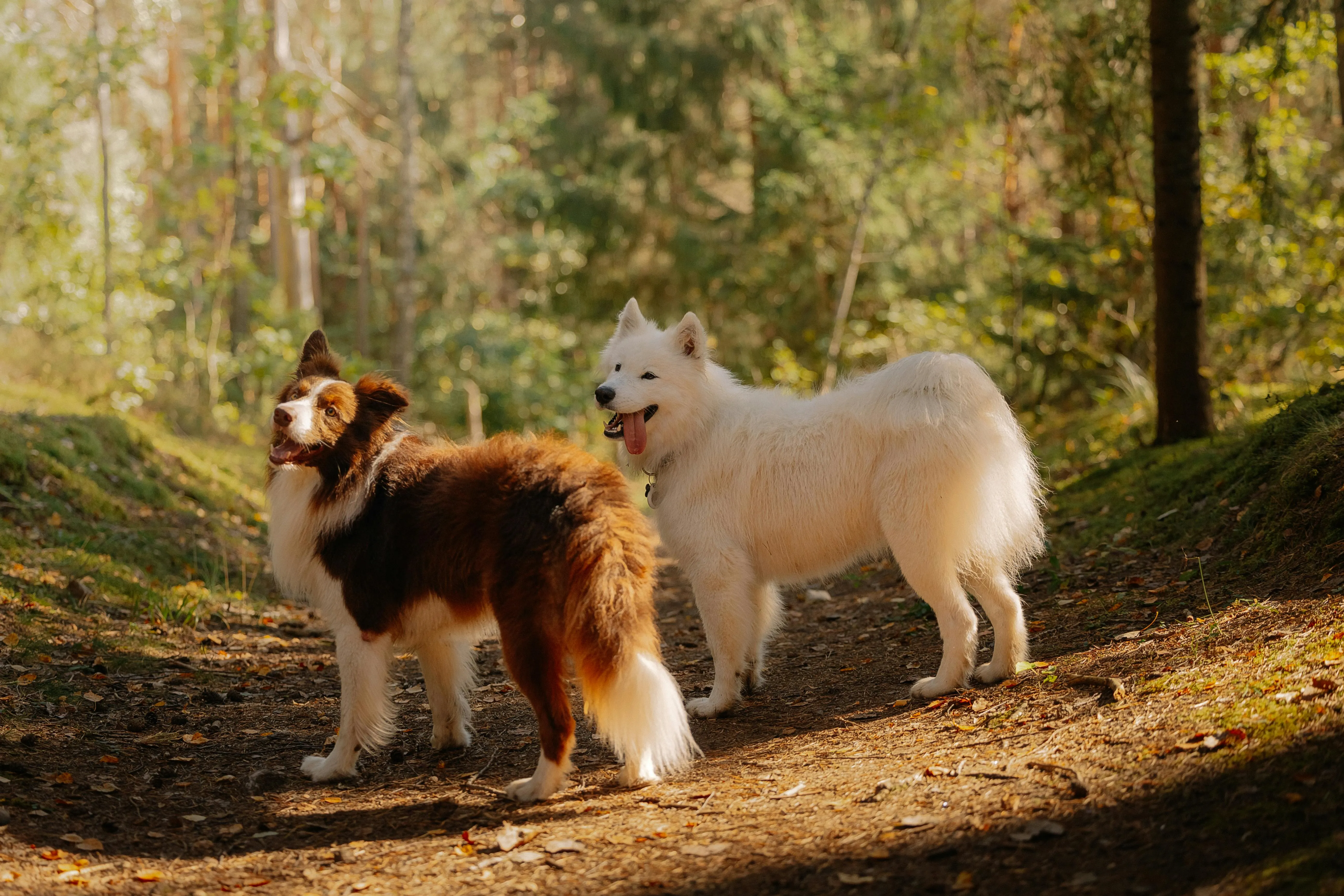 Dog-Friendly Hikes in Vermont