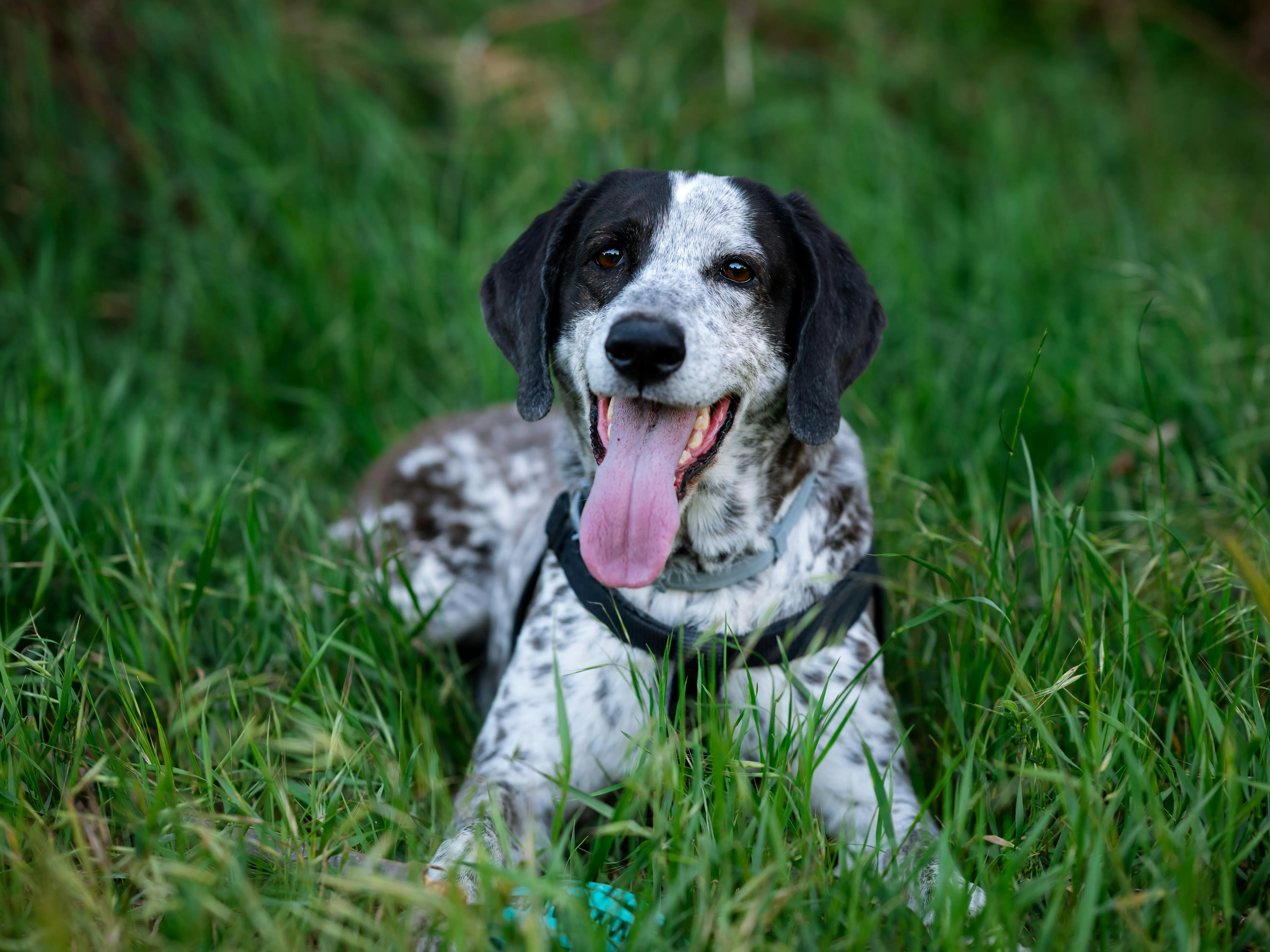 Dog-Friendly Hikes in Connecticut