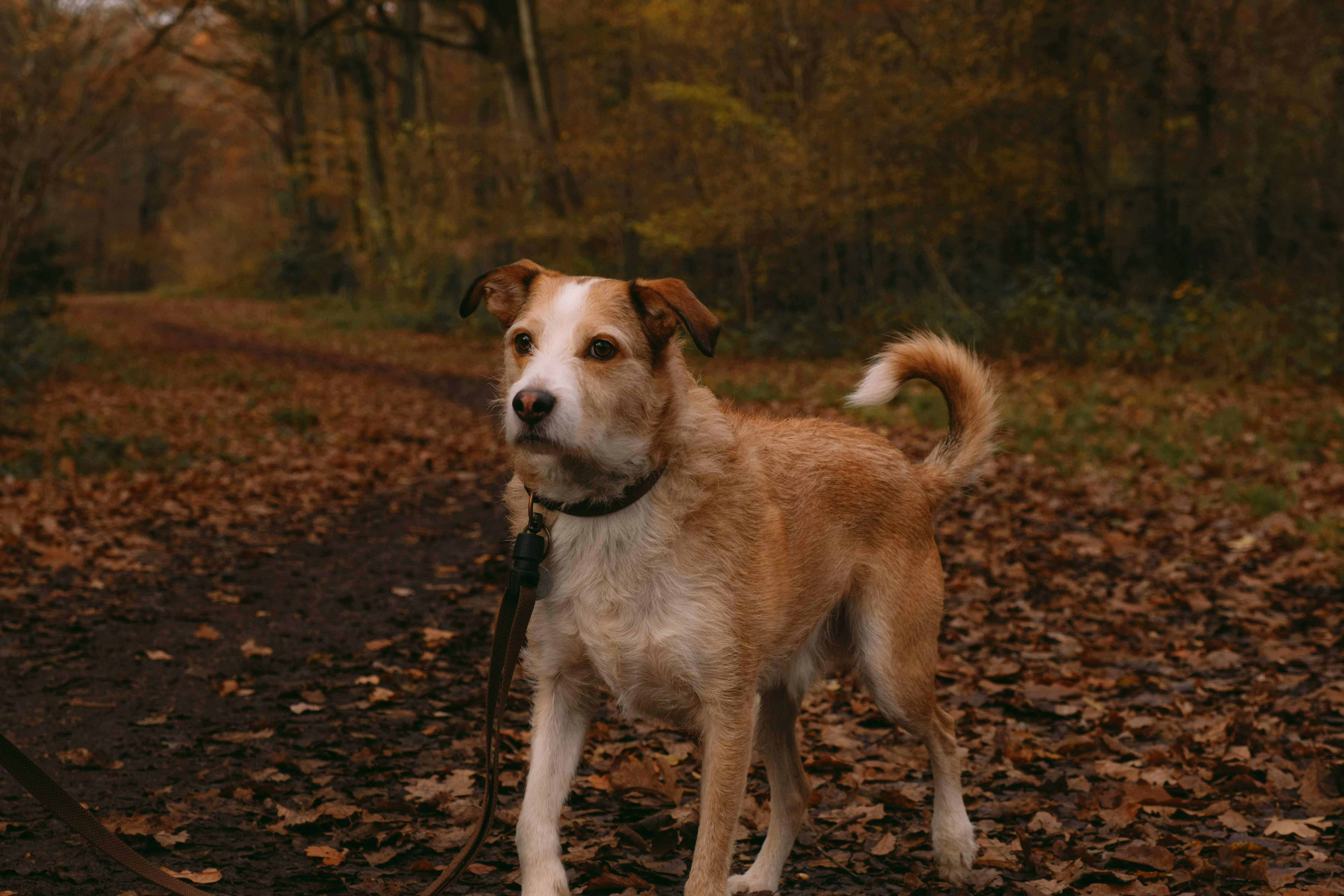 Dog-Friendly Hikes in Maine