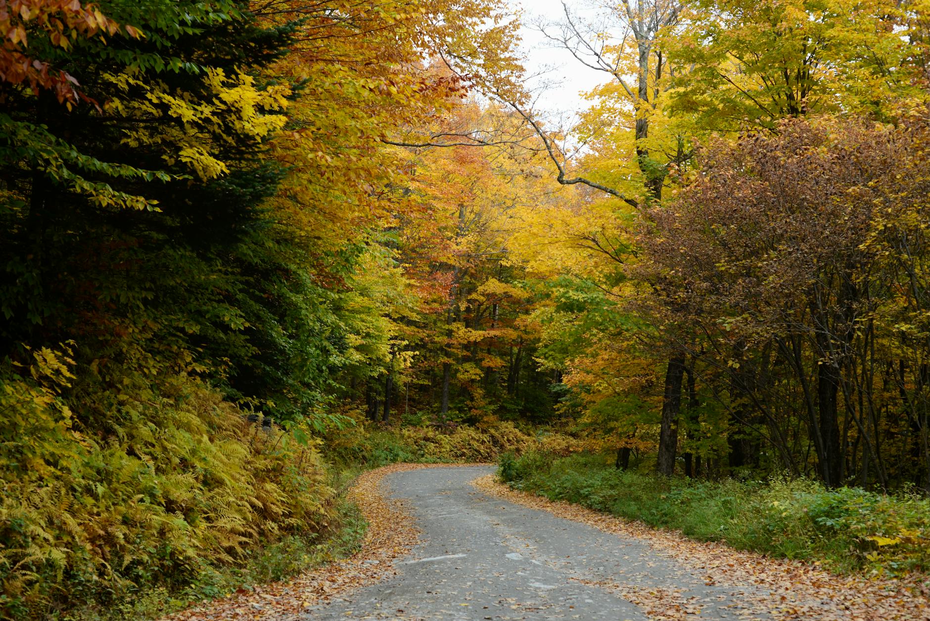Best Fall Foliage Hikes in Vermont